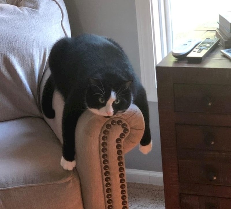 Ovaj micek je imao vrlo naporan dan.