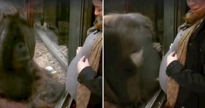 Zatvoreni orangutan raznježio je sve prisutne kad mu je prišla ova trudnica
