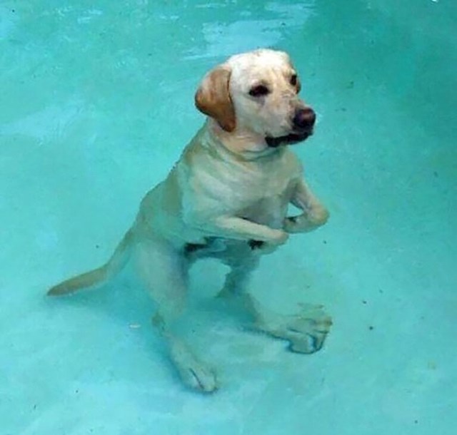 Psetosaurus Rex