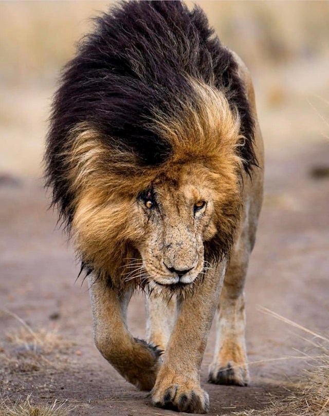 Ovaj lav izgleda kao Scar iz Kralja lavova.