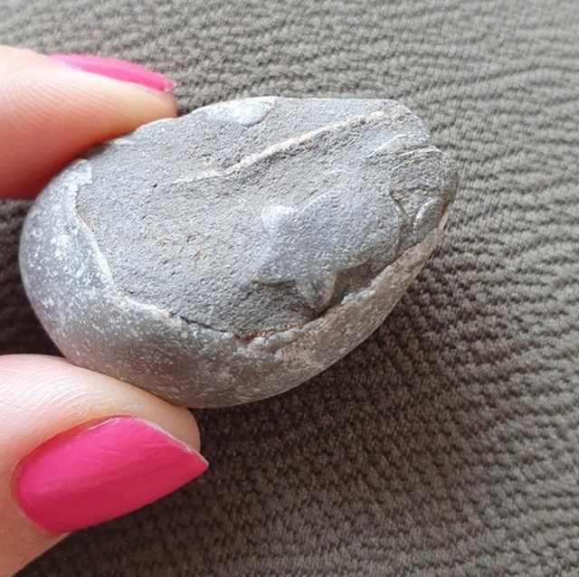 "Pronašla sam kamen s fosilom sićušne zvjezdače."