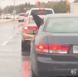 Vozač je čekao u koloni, a onda je ispred sebe ugledao nešto što ga je nasmijalo