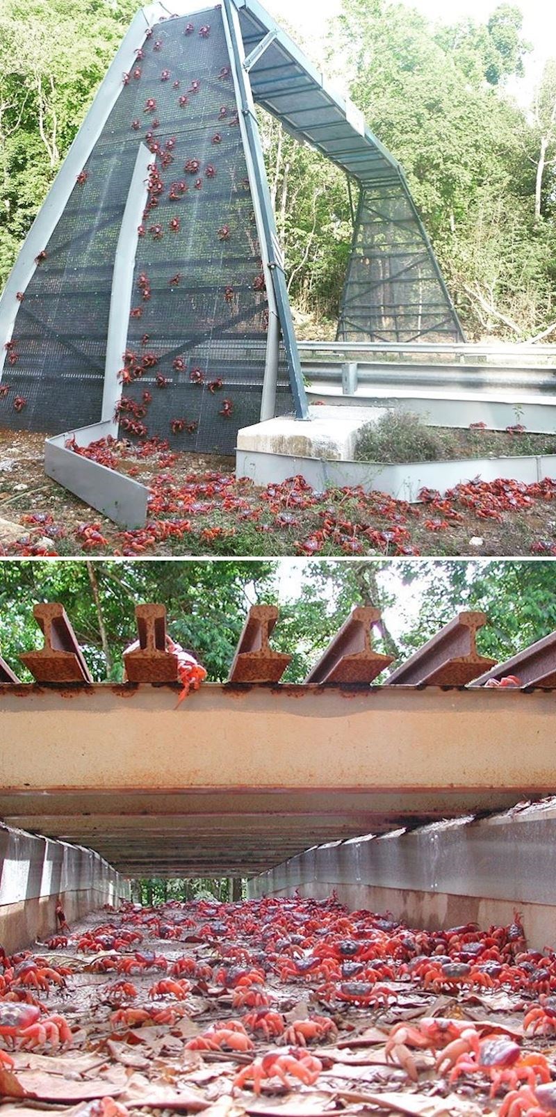 Australija ima preko 30 nathodnika i mostova koji omogućuju crvenim račićima s Božićnog otoka da stignu do plaže kako bi se parili.