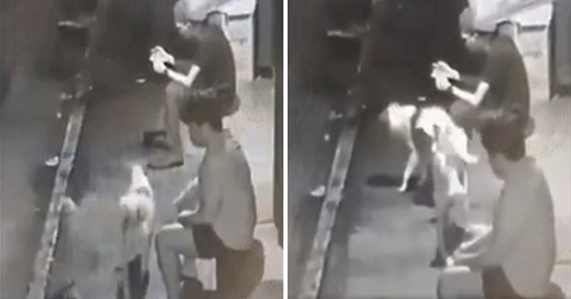 Likovi su sjedili i čekali prijevoz, a onda su se pojavili psi koji su ih neugodno iznenadili