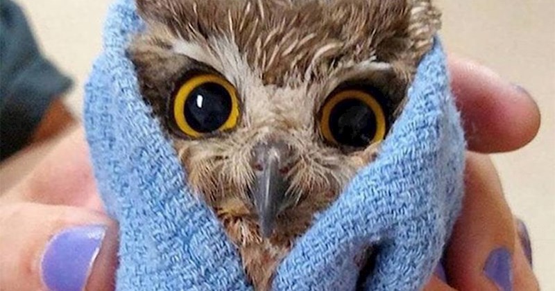 20 jako slatkih slika životinjica koje su toliko male da vam mogu stati na dlan