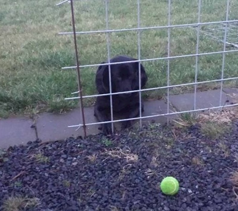 Kad bi samo mogao doći do loptice...