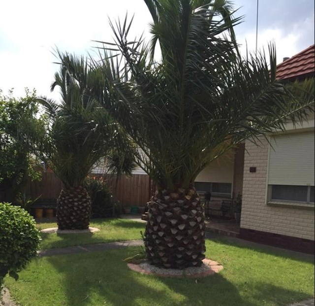 Ove palme izgledaju kao ogromni ananas.