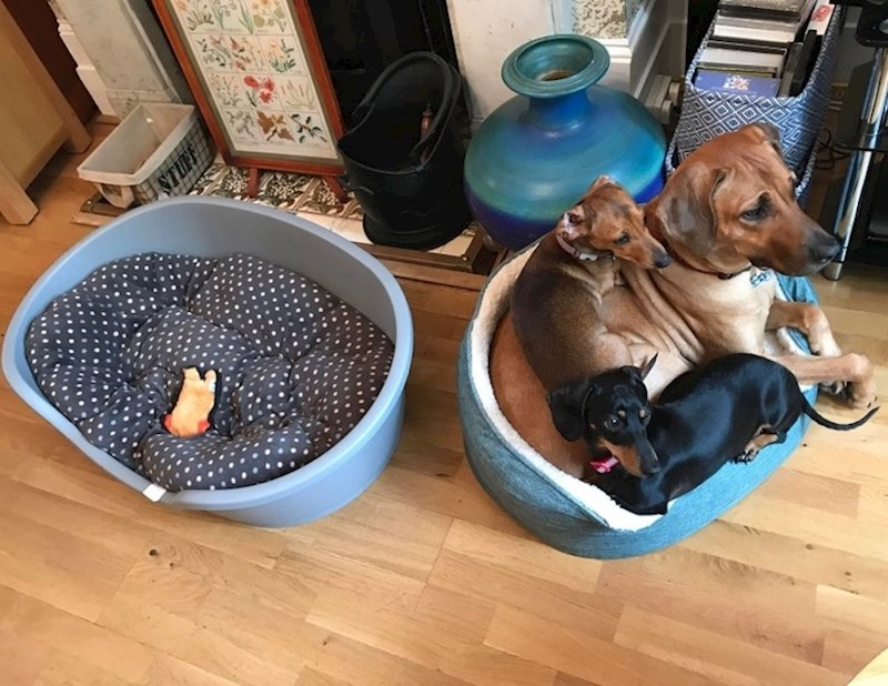 Ovi psi se jako vole.