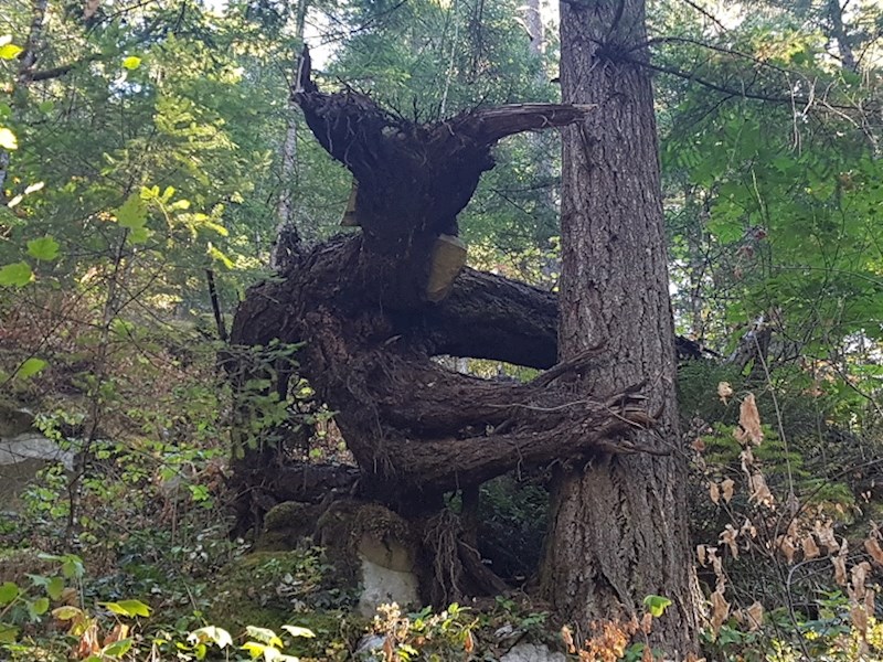 Zamislite da ovo ugledate u šumi...