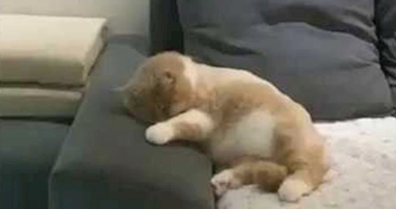 Smiješna maca je sanjala da je pala s bicikla, ovu reakciju morate vidjeti