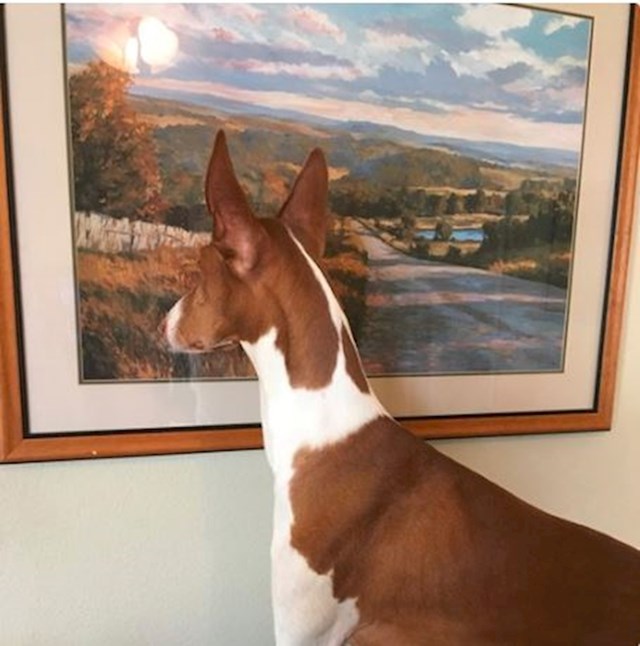 Ovaj pas misli da je slika zapravo prozor.