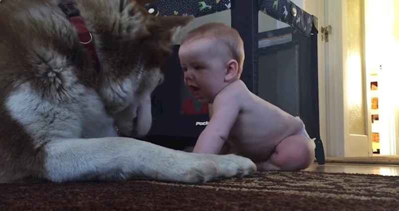 Snažna beba je prišla haskiju i bez problema ga svladala, ništa joj nije mogao