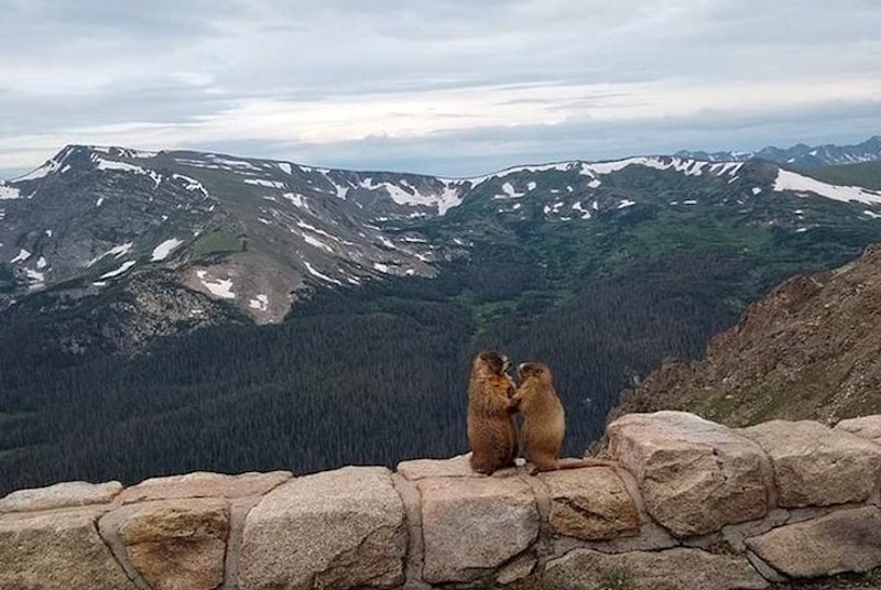 "Moja je sestra slikala ovu 'prosidbu'."