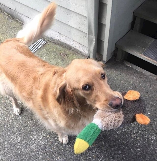 "Jasper je pas mog susjeda. Star je i bolestan, ali svaki put kad me vidi TRČI u kuću kako bi mi donio svoju najdražu igračku."
