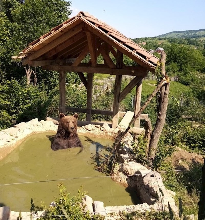 "Volontiram u skloništu za medvjede u Hrvatskoj pa sam htio s vama podijeliti sliku ovog lika kako se opušta."