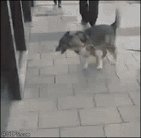 Vlasnik je vezao psa prije nego što je ušao u supermarket, no njegov ljubimac je imao bolju ideju