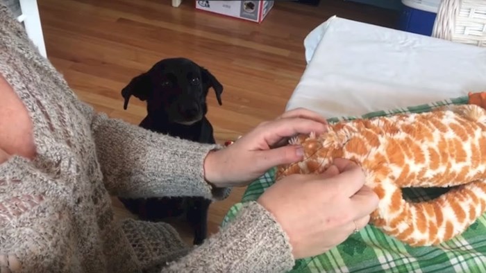 Pas je bio jako zabrinut kad je njegova omiljena igračka morala na operaciju
