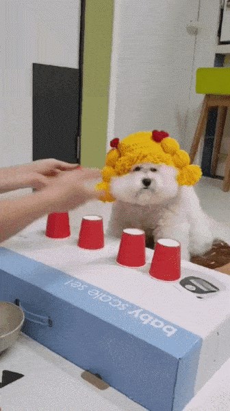 Čovjek je poslagao čašice, a njegovom psu je uspjelo nešto što bi možda i vas zbunilo