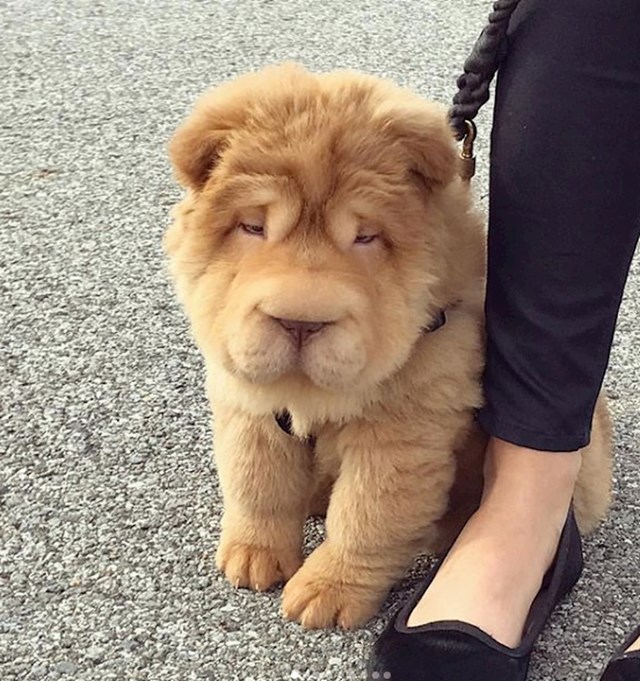 Beba mješanac Chow Chowa i Shar-Pei psa