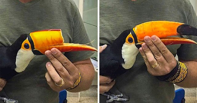 Ovaj tukan je dobio protezu kljuna napravljenu pomoću 3D printera.