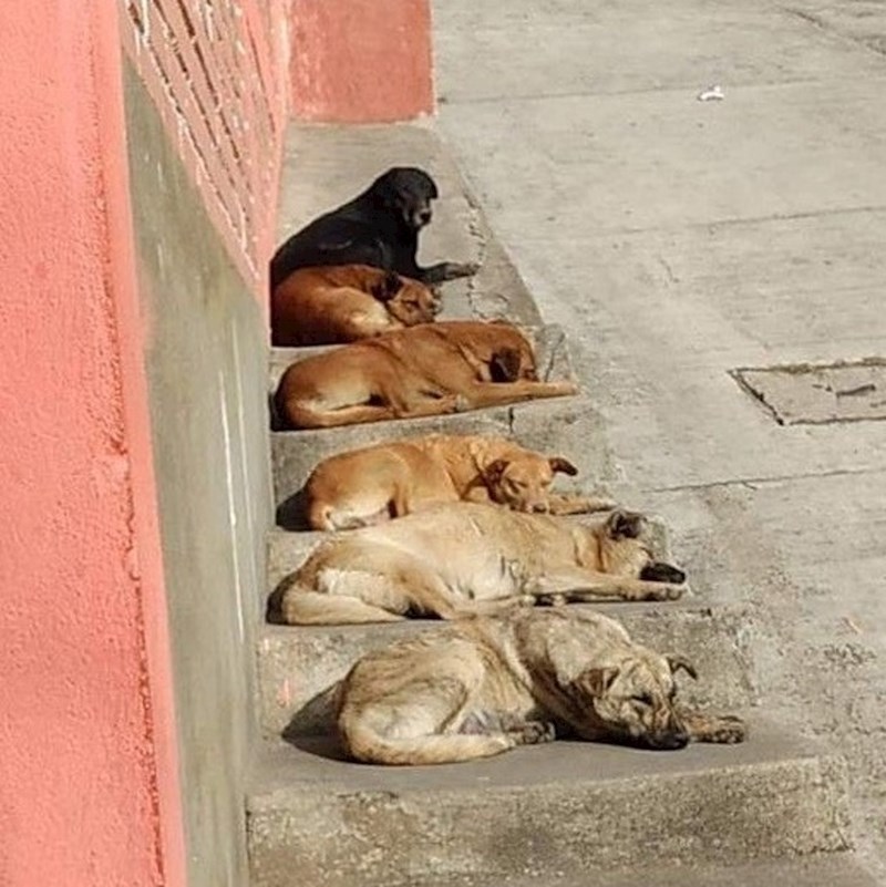 Psi u svim nijansama: