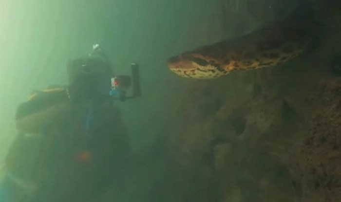 Ronilac je imao zastrašujući susret s ogromnom anakondom, bez straha je snimao što se događa pod vodom