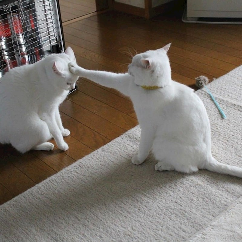 Ovaj mačak je upravo proglašen vitezom.