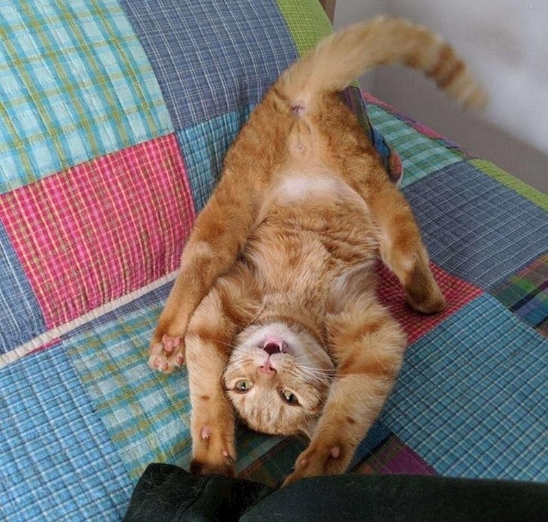 "Upomoć! Moja mačka se pokvarila!"