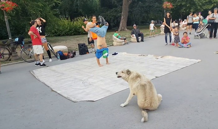 Smiješni pas je ugledao breakdancere, pridružio im se i svojim potezima privukao svu pažnju na sebe