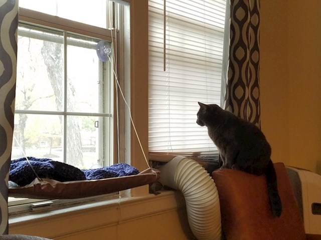"Baš mi je drago što sam svojoj mački nabavio ležaljku za prozor."