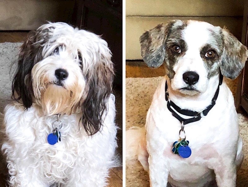 Nakon šišanja je potpuno drugi pas.