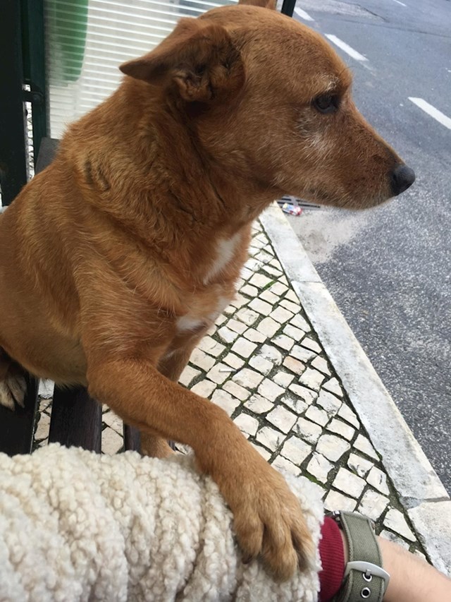 "Imala sam loš dan i ovaj pas je došao do mene na autobusnoj stanici i zatražio draganje. Sad mi je dan odličan."