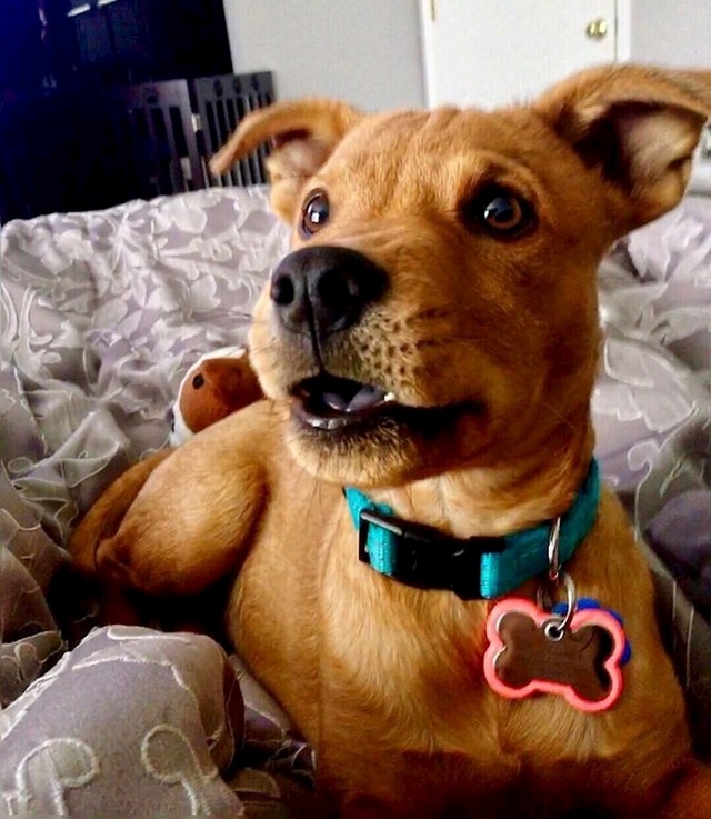 Ovaj pas je mješanac retrivera, pitbulla i Chow Chowa.