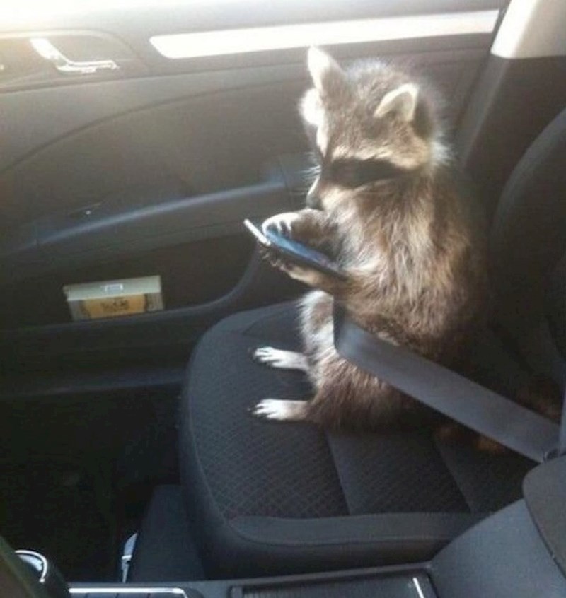 Ništa posebno. Samo rakun koji čita vijesti.