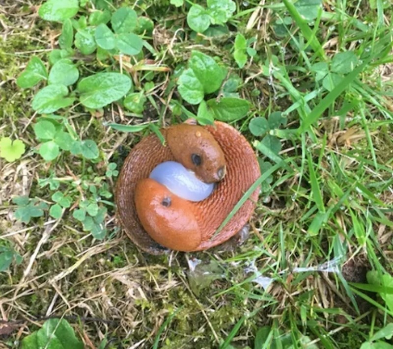 Ovi puževi podsjećaju na zmiju s dvije glave.