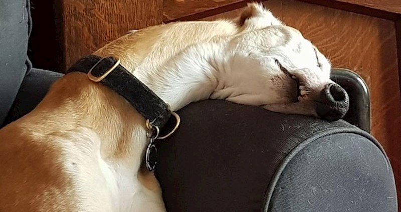 30 ljudi slikalo je svoje pse kako spavaju u najčudnijim, najsmješnijim i najslađim pozama