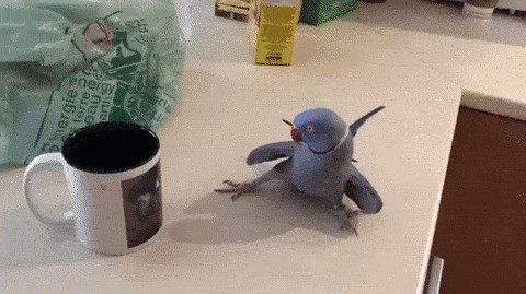 Papiga je vidjela šalicu sa svojom slikom, vlasnik je snimio njenu presmiješnu reakciju