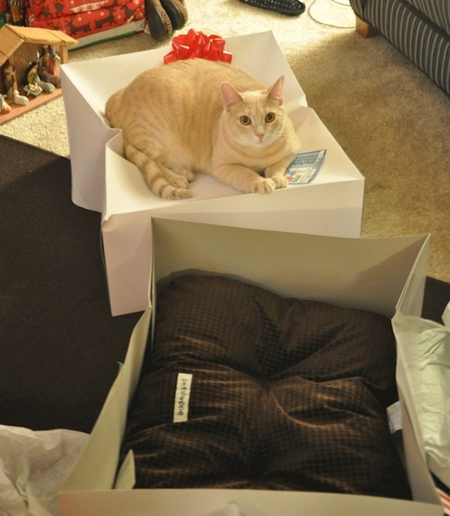"Kupio sam svojoj mački krevet za Božić."