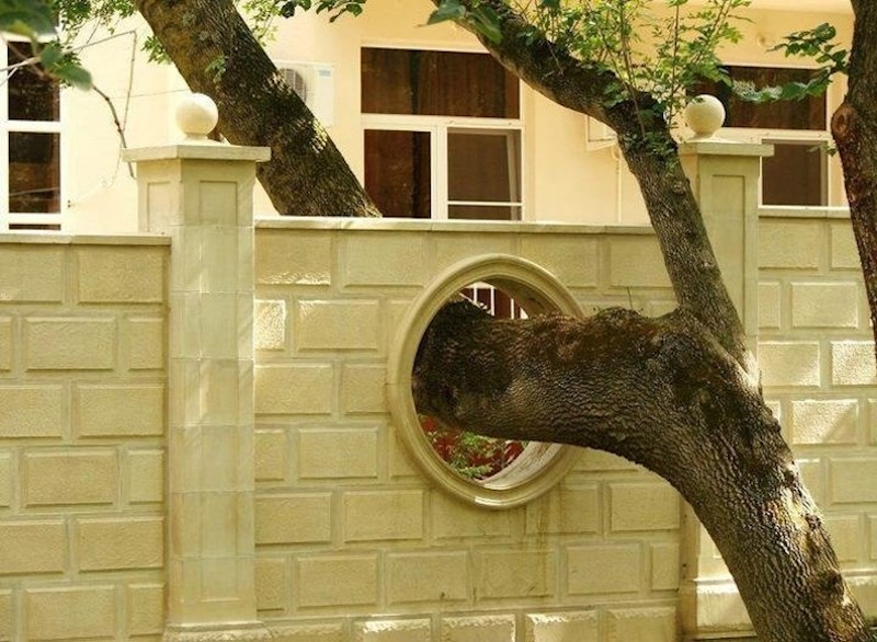 Rušenje ovog stabla nije bila jedna od opcija.