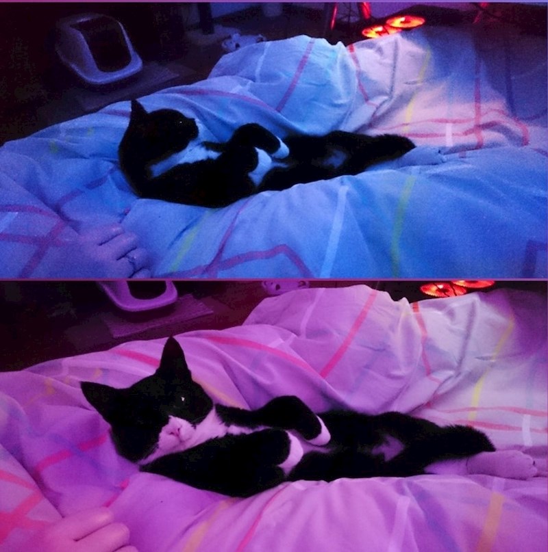 "Ovo je naš mačak Mars. Voli gledati Netflix s nama. I podsjećati nas da budemo tihi."