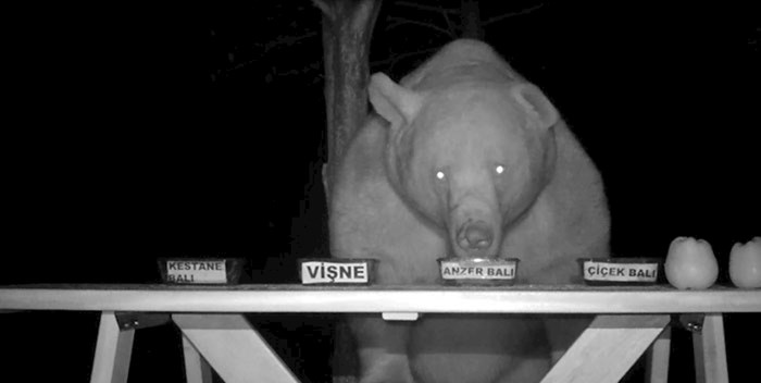 Medvjedi su mu dolazili krasti med pa ih je ovaj čovjek odlučio pretvoriti u prave kušače