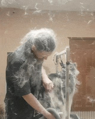 Ova čudna snimka će vam pokazati zbog čega frizeri za pse apsolutno zaslužuju svoju plaću