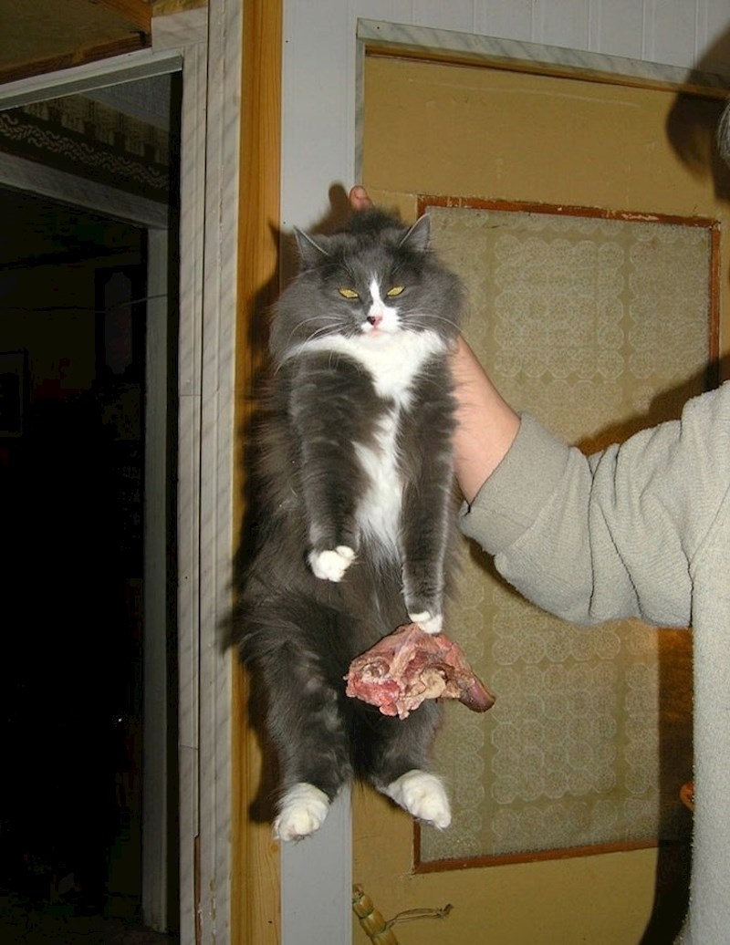 "Ovaj put sam ga uhvatio na djelu, nije mogao smisliti opravdanje."