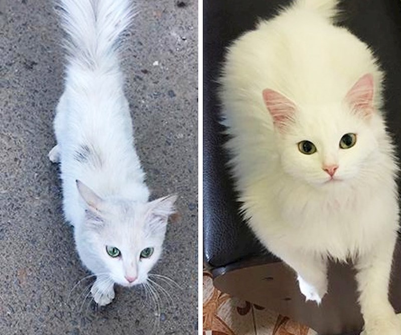 "Spasila sma mačku s ulice. Pogledajte kako izgleda nakon samo mjesec dana."