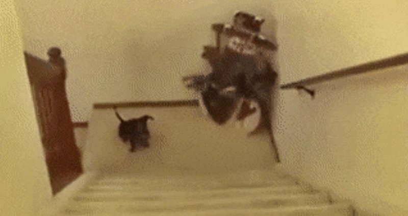 Je li ovo pas ili zmija? Vlasnici su se smijali kad su vidjeli kako se njihov pas penje uz stepenice