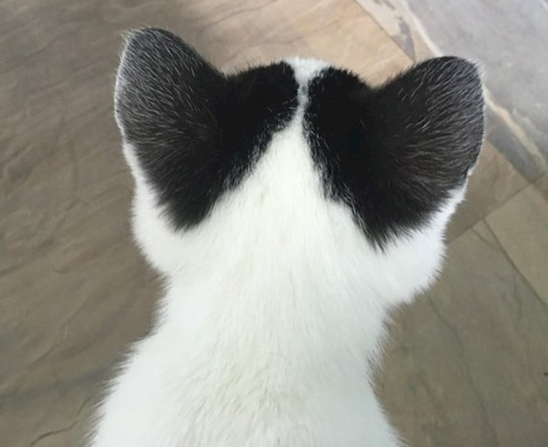 Ova maca ima srca na ušima.