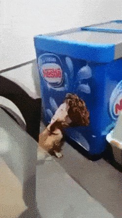 Pas se pokušavao zasladiti ogromnim sladoledom, nije se mogao pomiriti s istinom