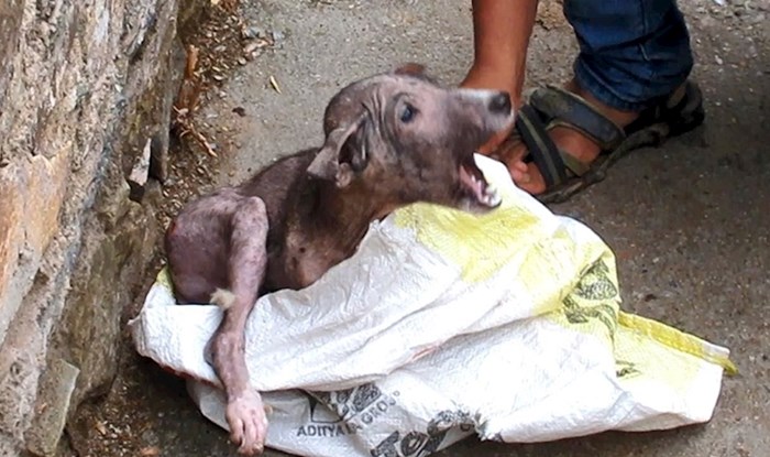 Izgladnjeli i bolesni psić umirao je u staroj vreći, a onda su ga pronašli i omogućili mu novi početak