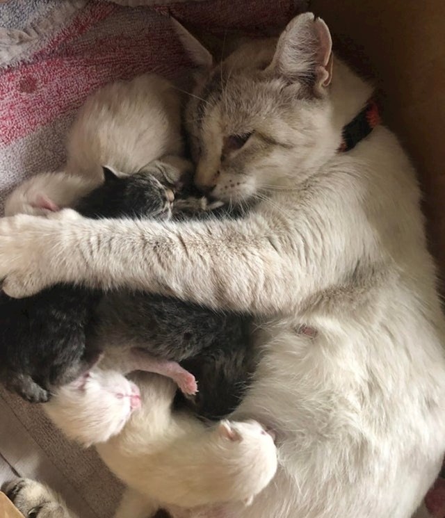 Mama maca štiti svoje bebe.