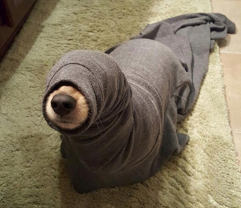 Mislio je da ima psa, ali zapravo ima tuljana.